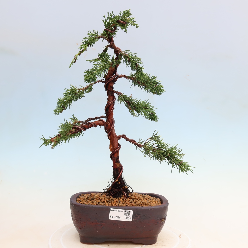 Bonsai da esterno - Juniperus chinensis Kishu