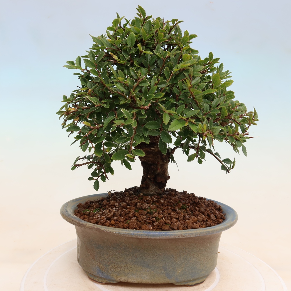 Bonsai da esterno - Zelkova - Zelkova NIRE