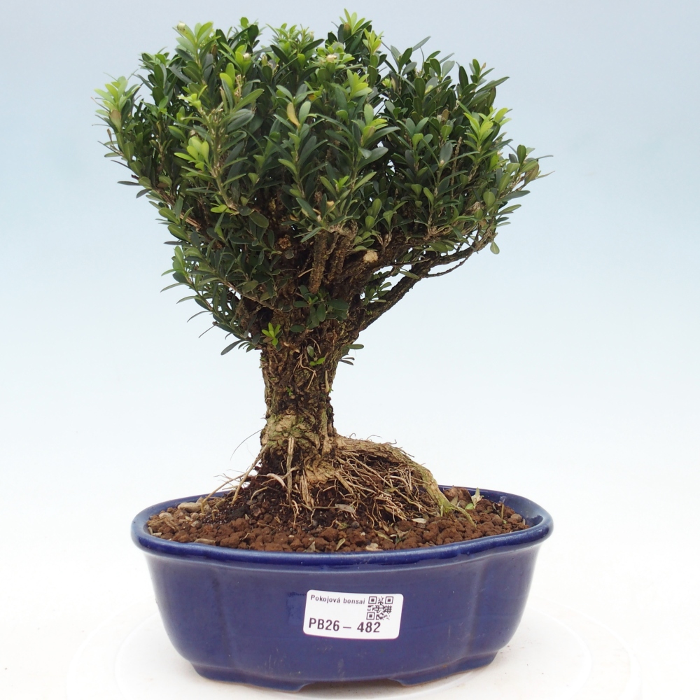 Camera bonsai - Buxus harlandii - buxus da sughero