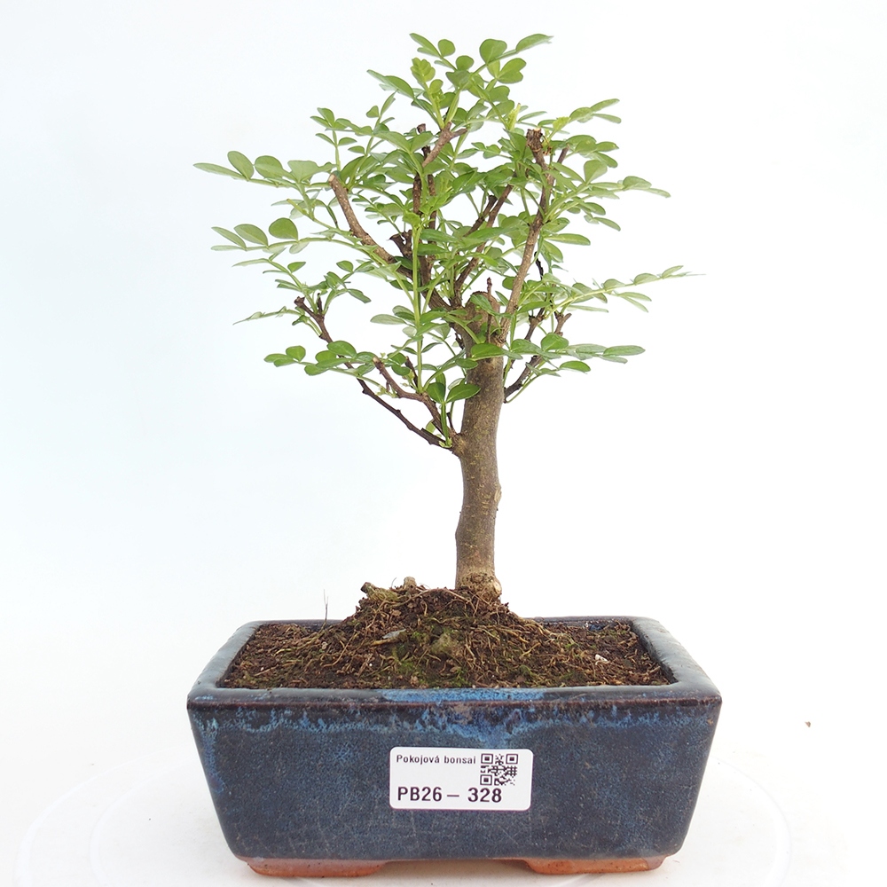 Camera bonsai - Zantoxylum piperitum - albero del pepe