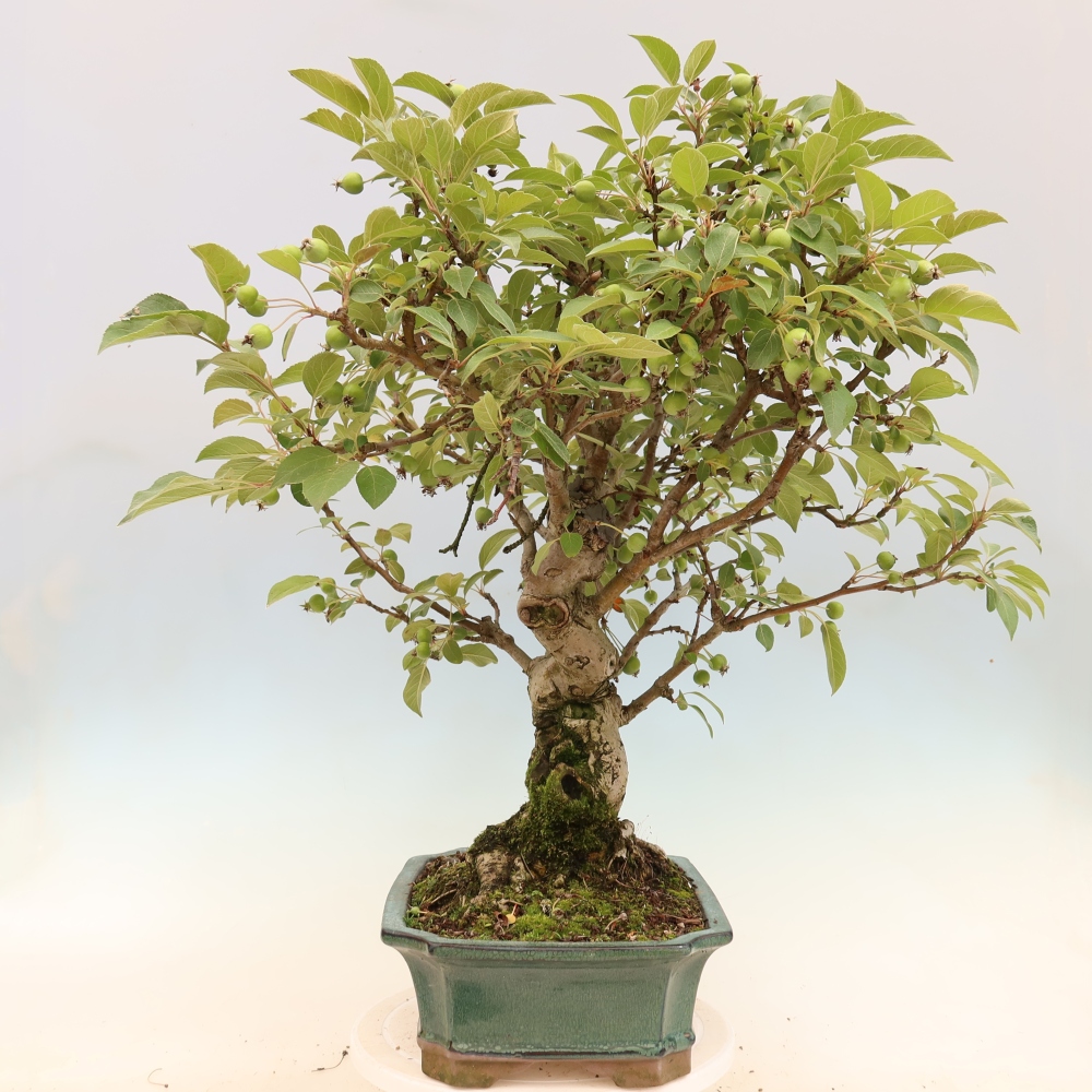 Bonsai da esterno -Malus halliana - Melo a frutto piccolo