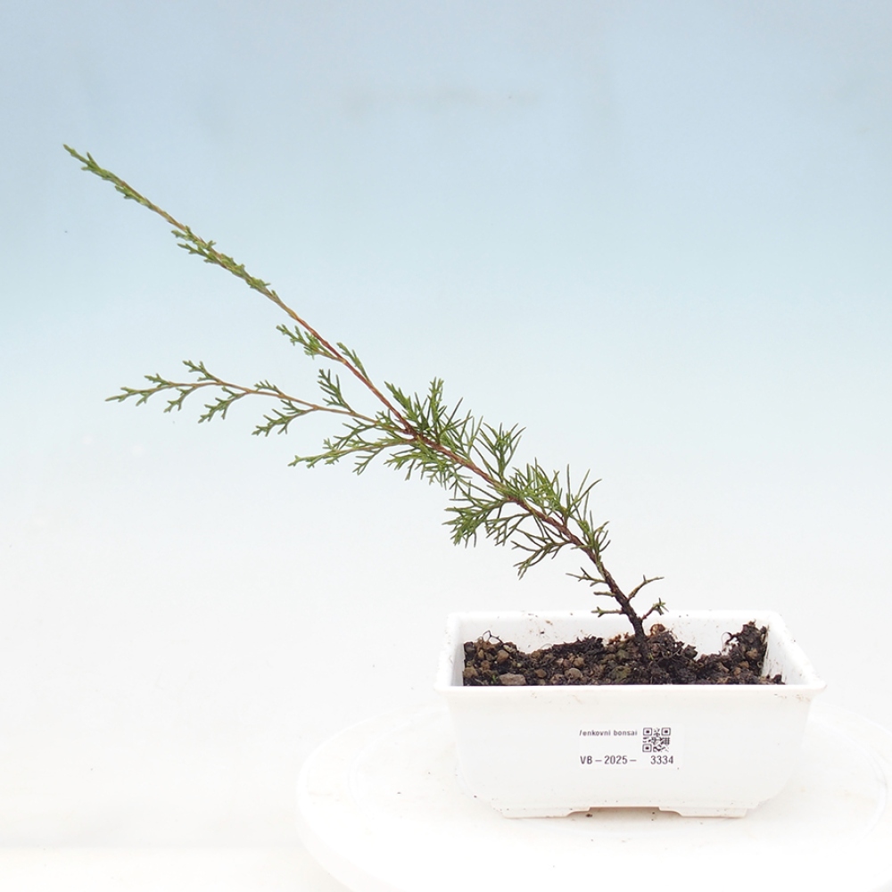 Bonsai da esterno - Juniperus chinensis Itoigawa