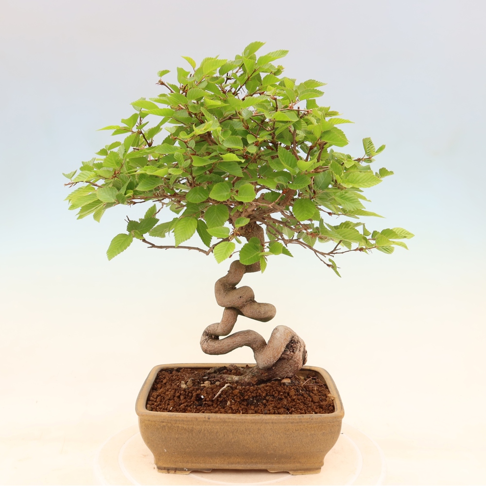 Bonsai da esterno -Carpinus Coreana - Carpino coreano