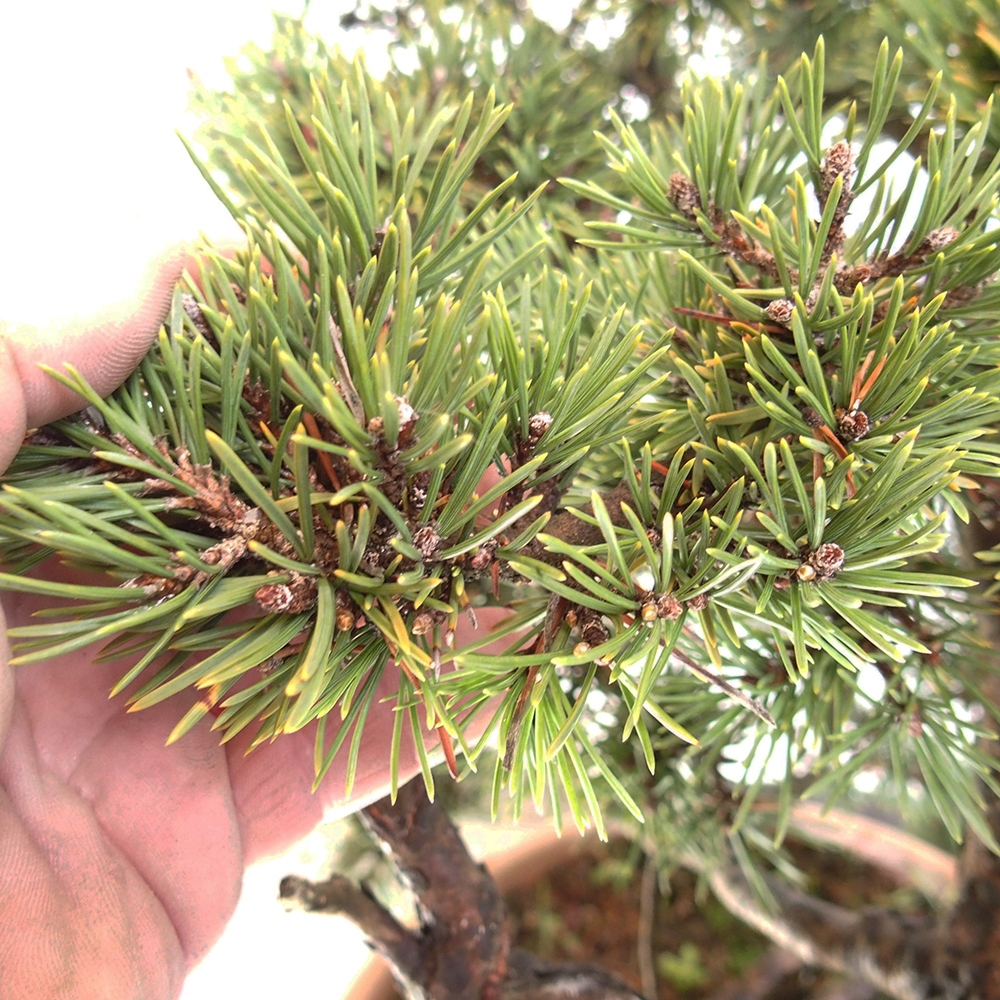 Yamadori - Pinus sylvestris Spagna