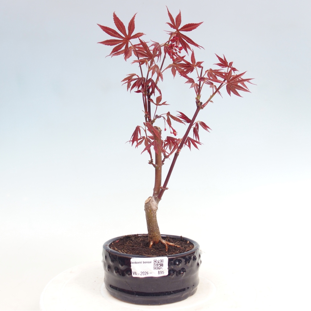 Bonsai da esterno - Palma Acer. Atropurpureum-Javor palmate
