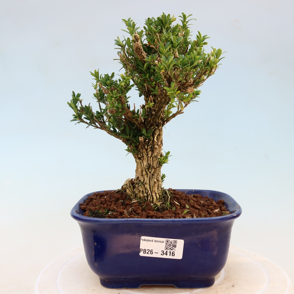 Camera bonsai - Buxus harlandii - buxus da sughero