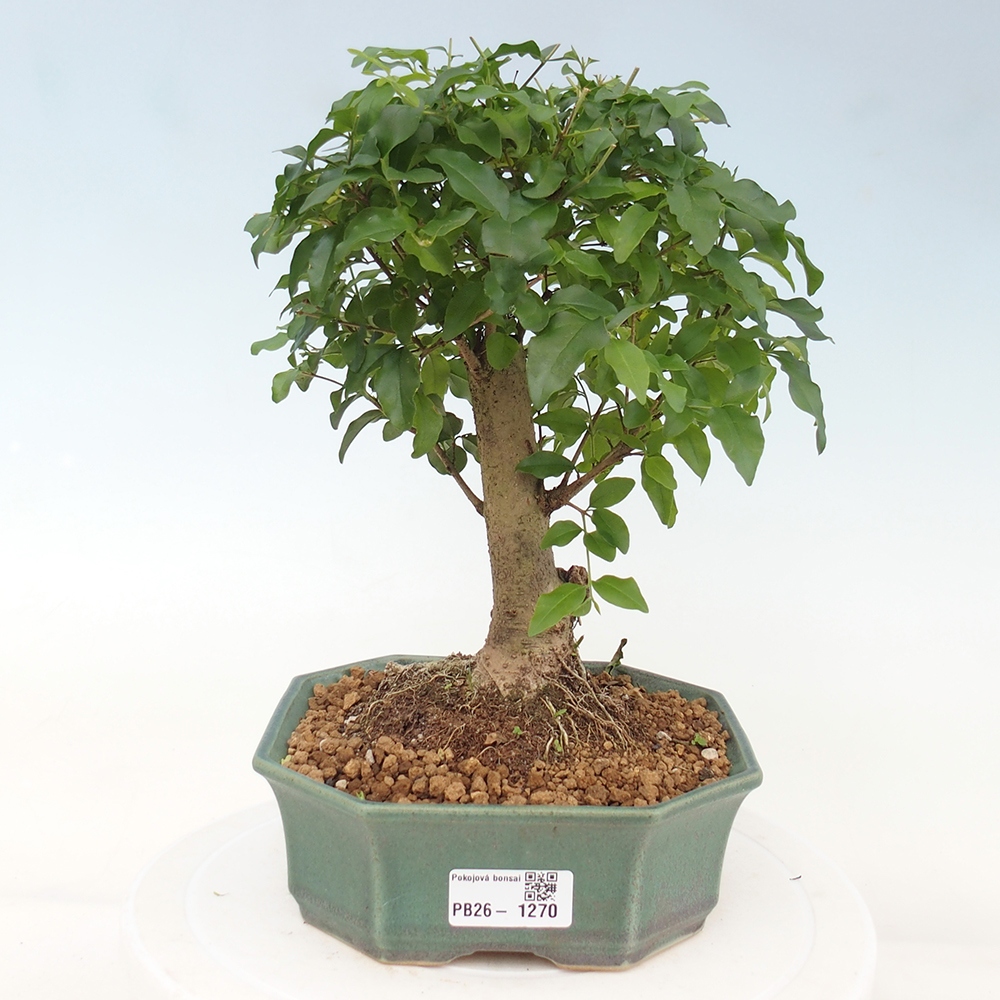 Camera bonsai -Ligustrum chinensis - Becco d'uccello