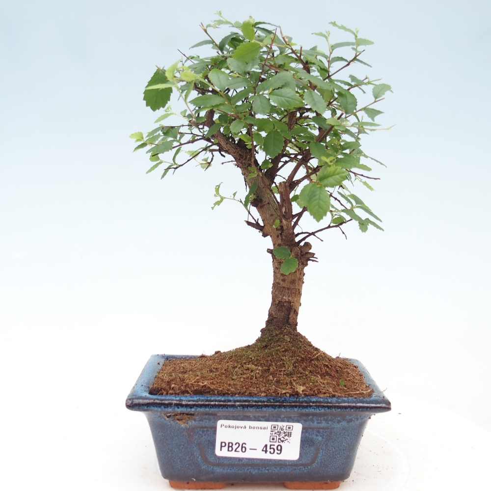 Camera bonsai - Ulmus parvifolia - Olmo a foglie piccole