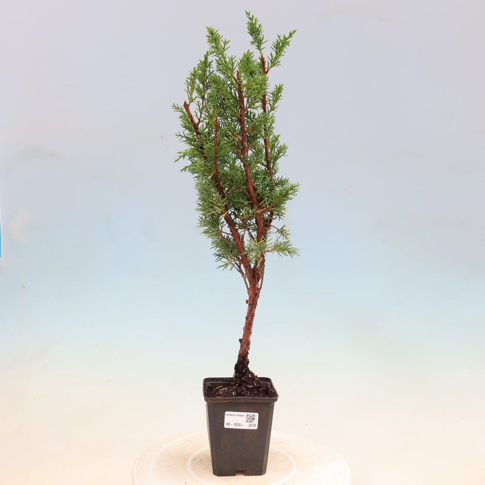Bonsai da esterno - Juniperus chinensis Kishu
