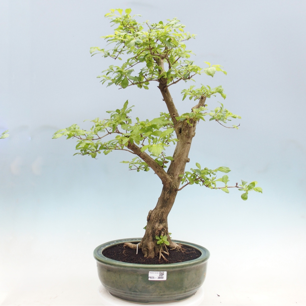 Bonsai da camera - Duranta erecta Aurea - SOLO RITIRO PERSONALE o trasporto su pallet