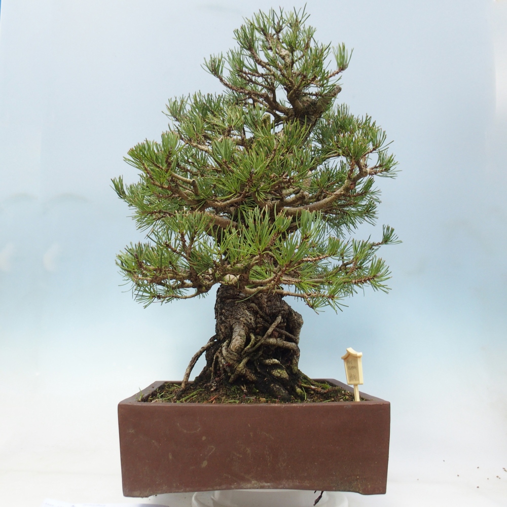 Bonsai da esterno - Pinus sylvestris - Pinus sylvestris