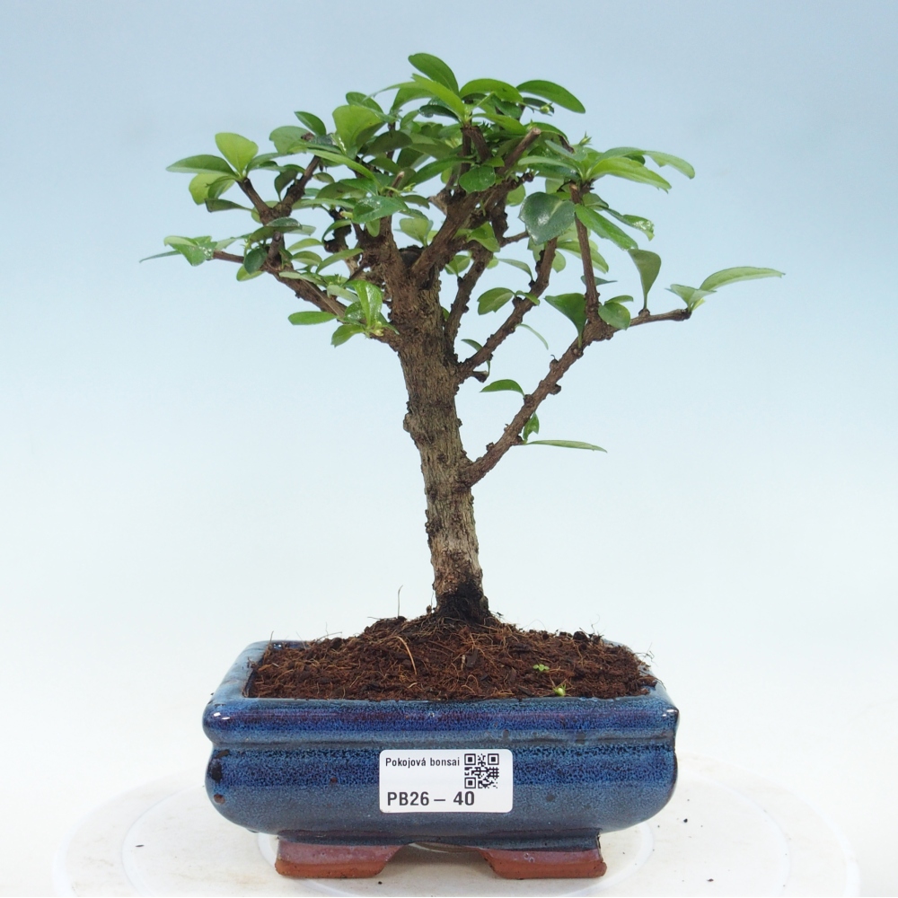 Camera bonsai - Carmona macrophylla - Tea fuki