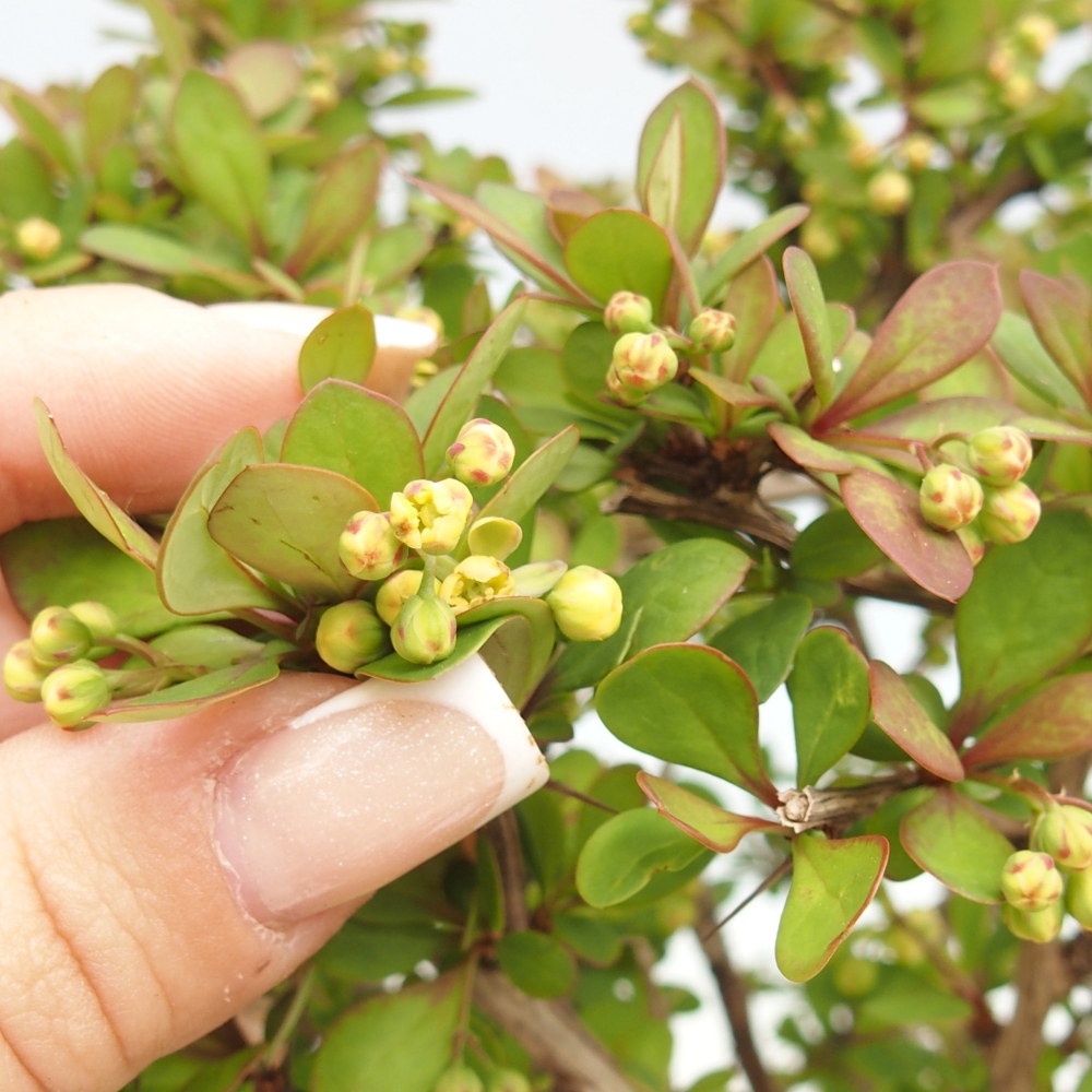 Bonsai da esterno - Berberis coreana