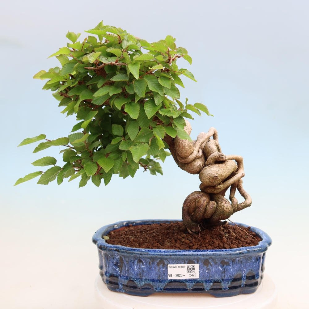 Bonsai da esterno -Carpinus Coreana - Carpino coreano