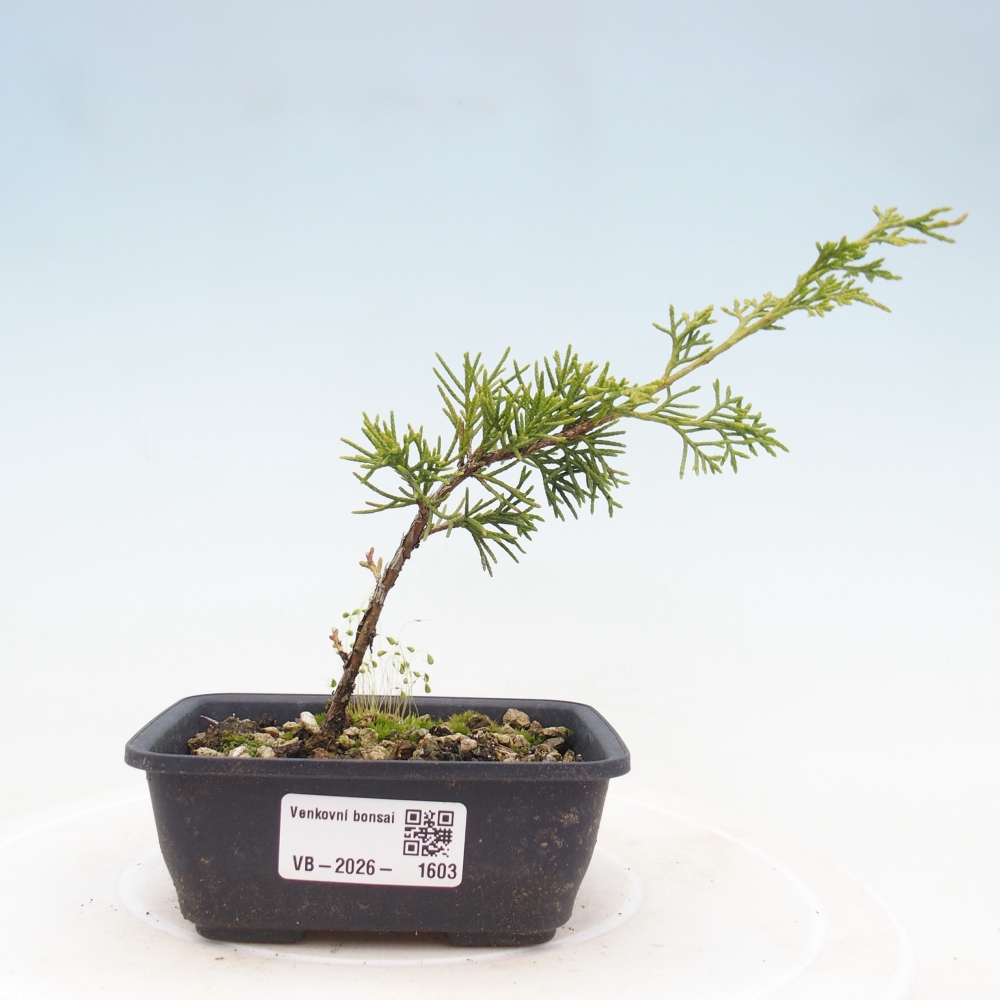 Bonsai da esterno - Juniperus chinensis Itoigawa