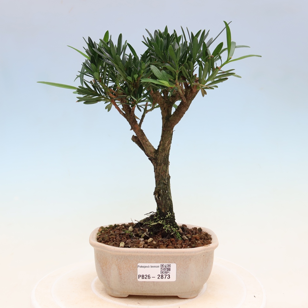 Camera bonsai - Podocarpus - Tasso delle pietre
