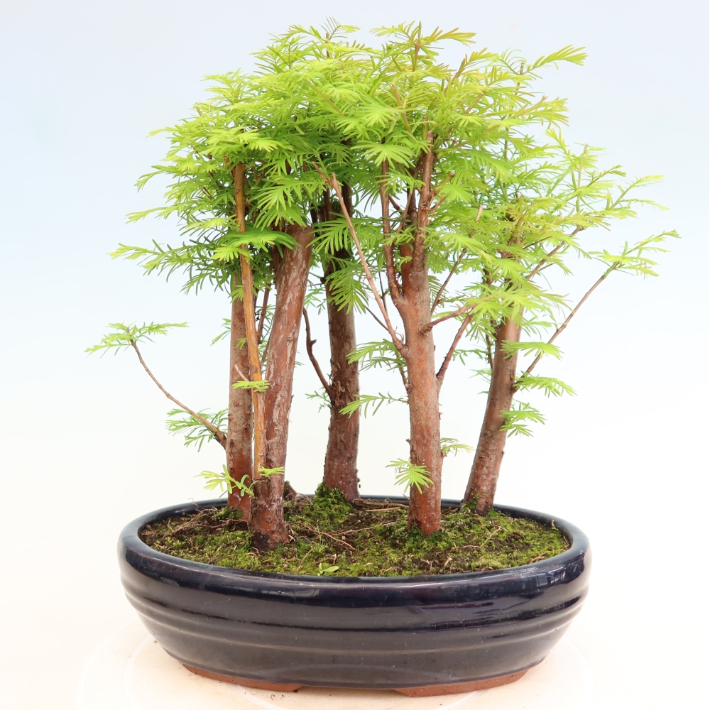 Bonsai da esterno - Metasequoia glyptostroboides - Metasequoia cinese - boschetto