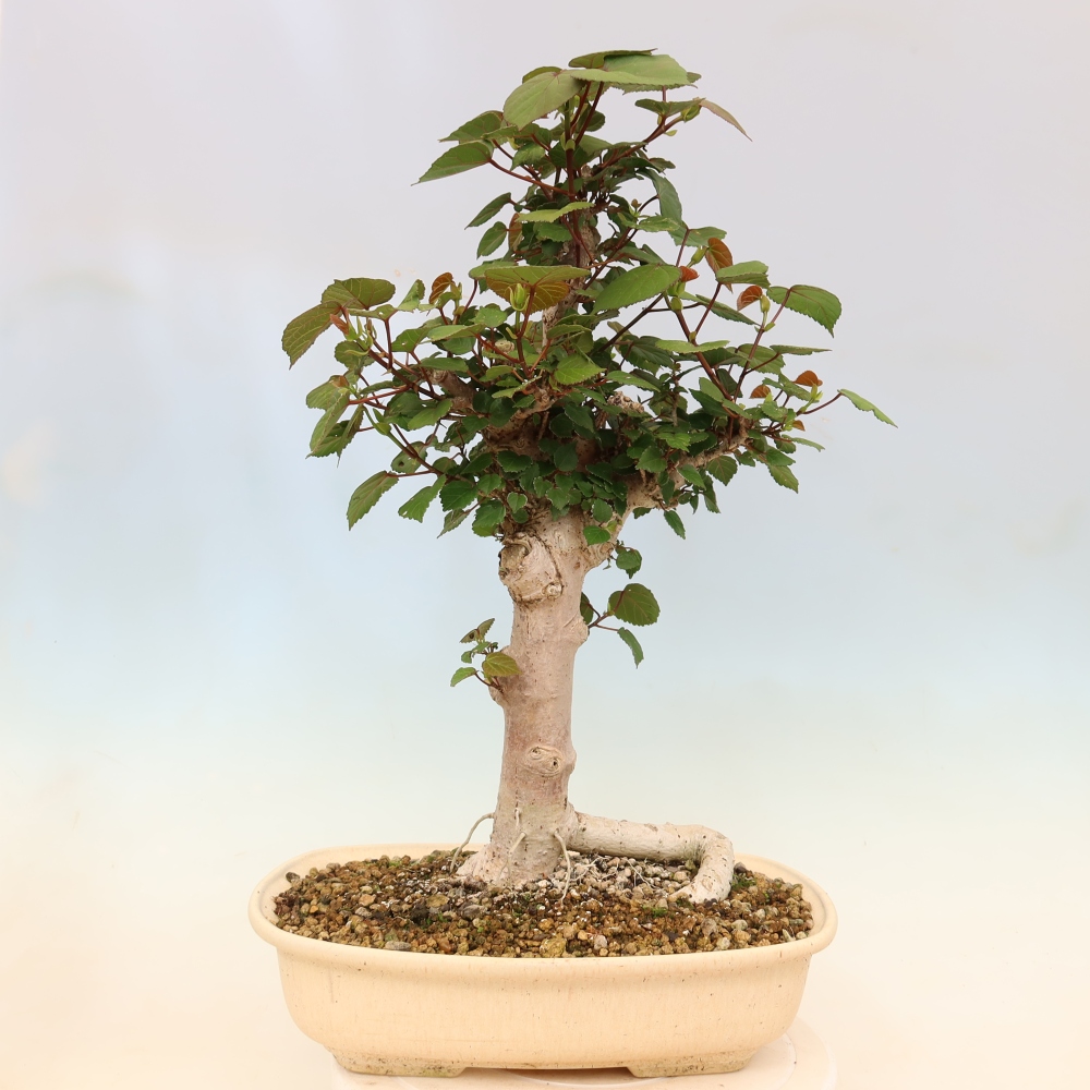 Bonsai da interno - Hibiscus tiliaceus - Ibisco marino