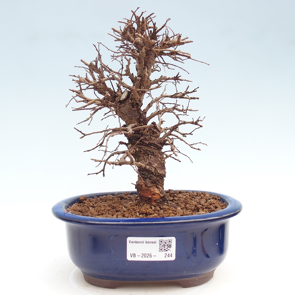 Bonsai da esterno - Zelkova - Zelkova NIRE