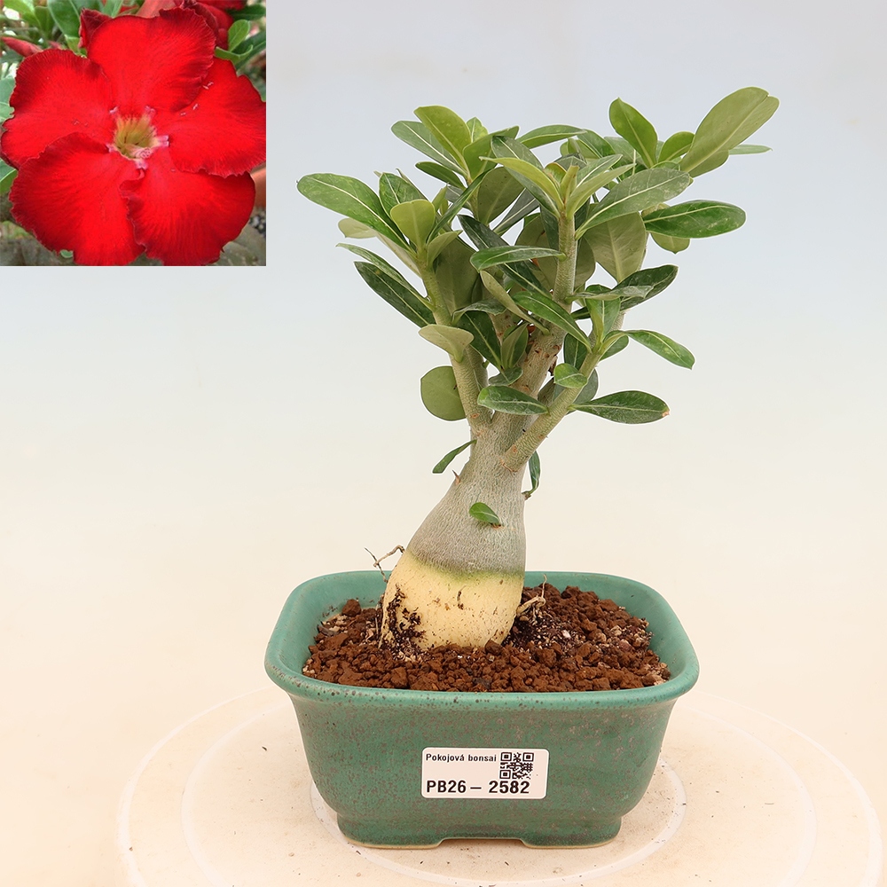 Bonsai da interno - Adenium obesum Red Star - Rosa del deserto