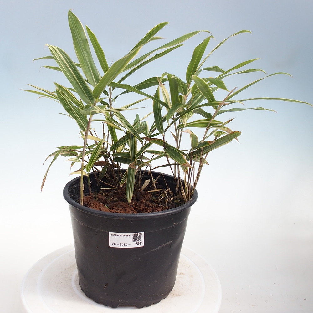 Bonsai da esterno - Sasaella masamuneana Albostriata - Bambù