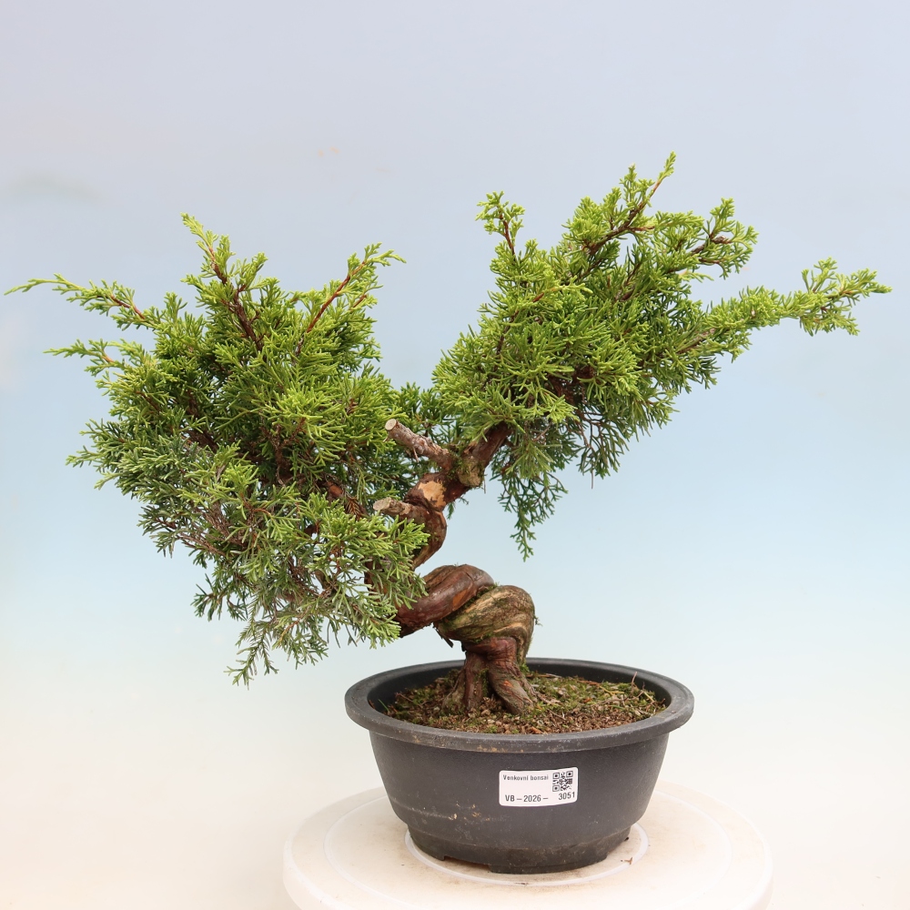 Bonsai da esterno - Juniperus chinensis Itoigawa-Juniperus chinensis