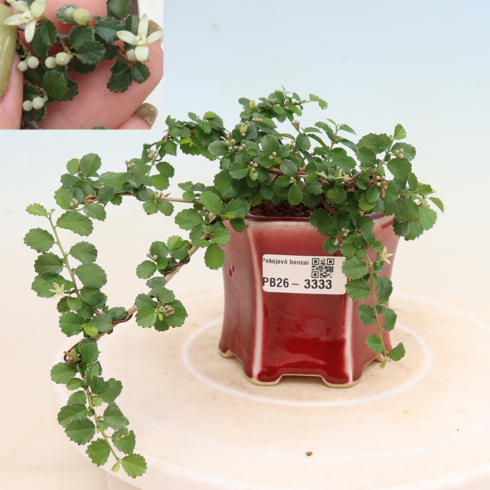 Camera bonsai - Grewia sp. - Grewia malafolia