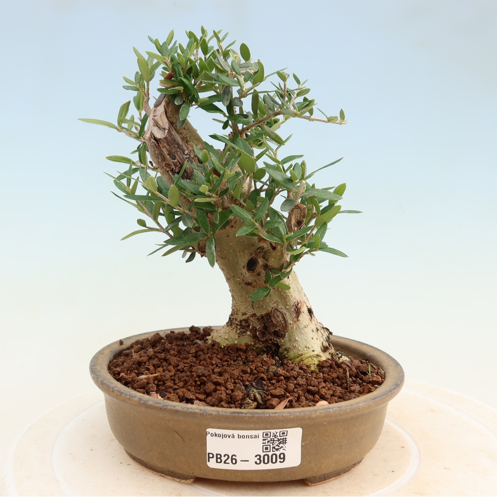 Bonsai da interno - Olea europaea sylvestris