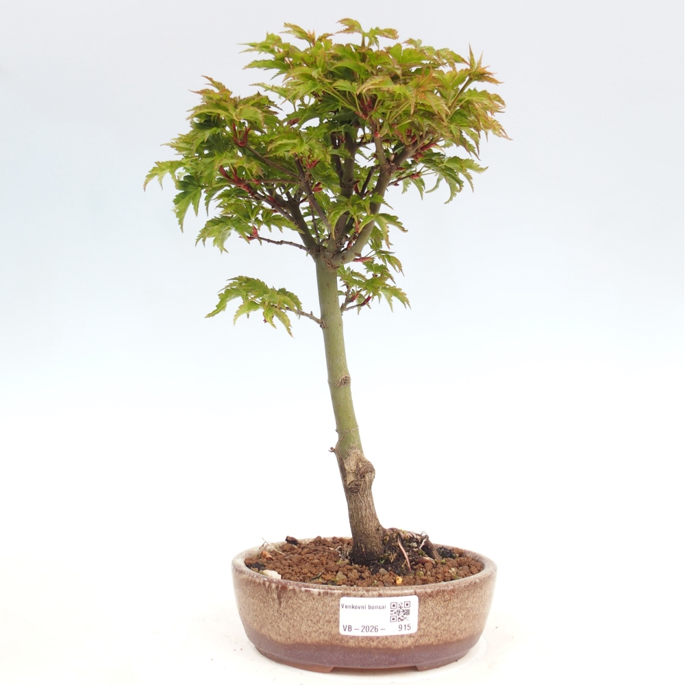 Bonsai da esterno -Palma di Giava Acer palmatum Shishigashira