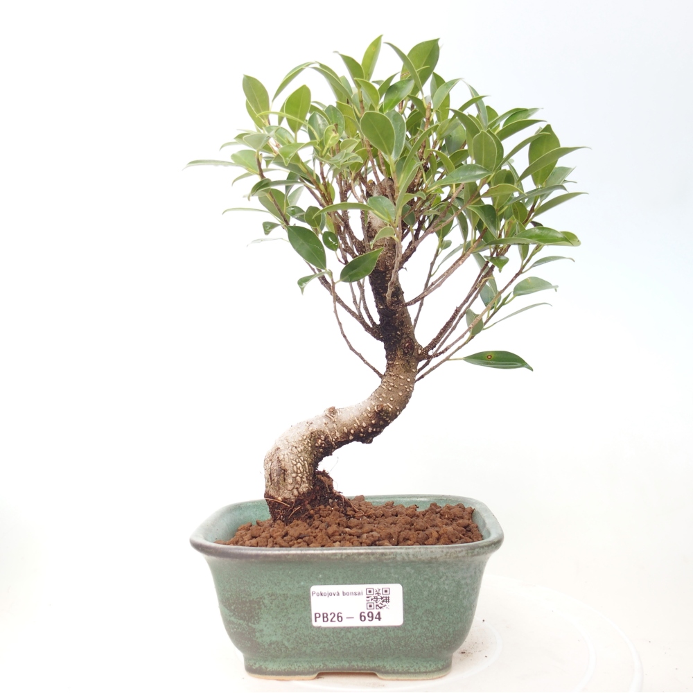 Camera bonsai - Ficus retusa - ficus a foglie piccole