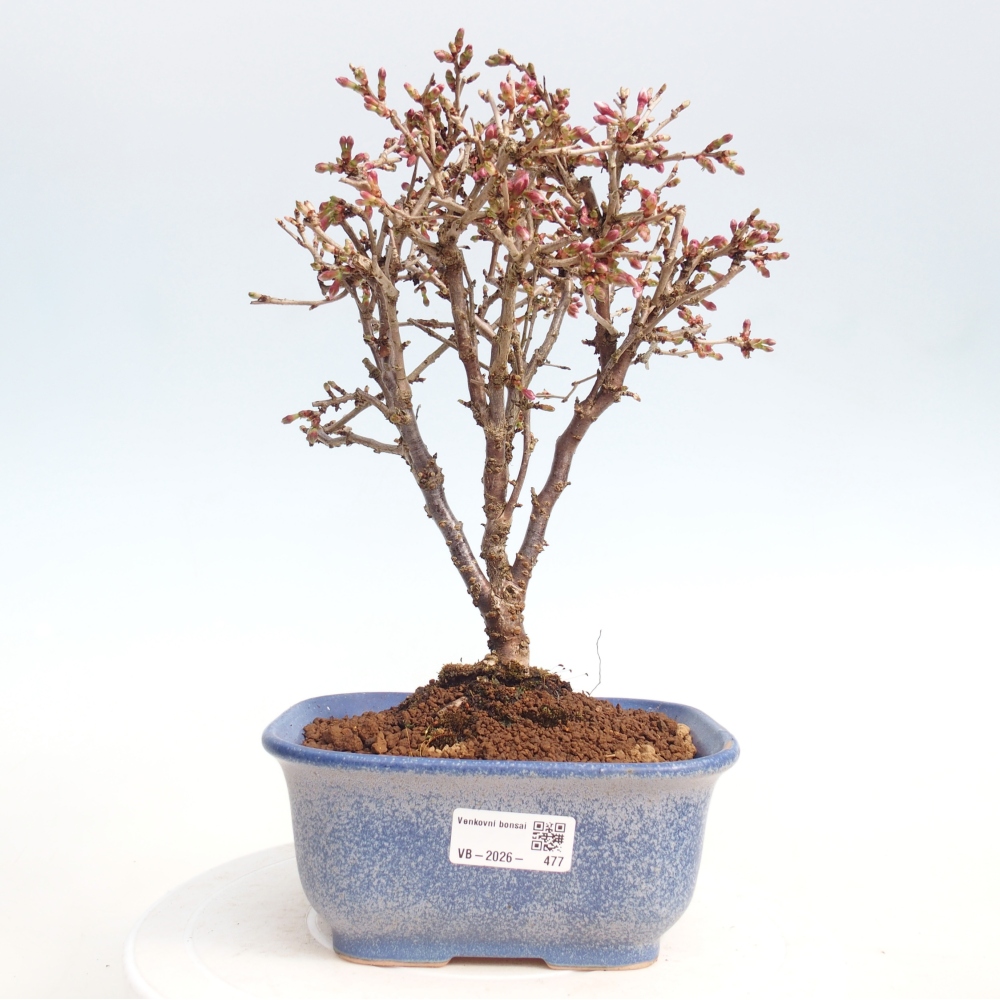 Bonsai da esterno - Prunus incisa Kojou-no mai-Plivon ritagliato