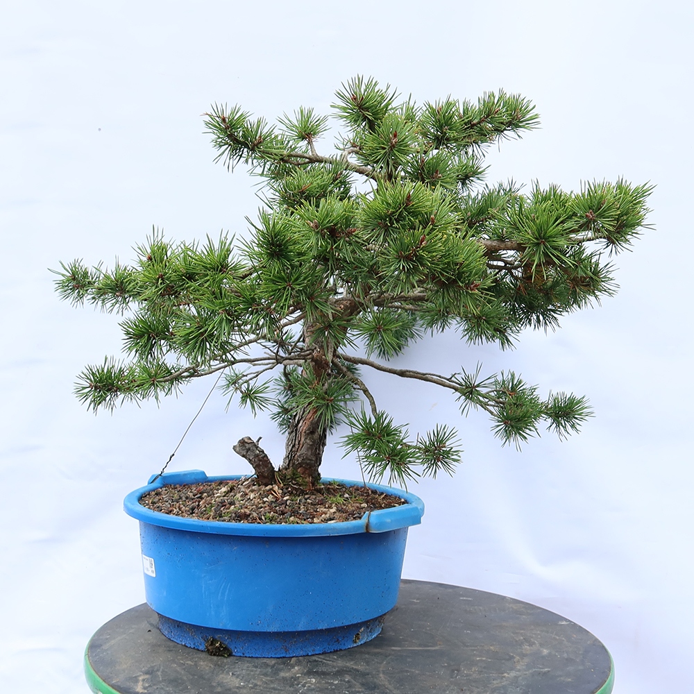 Pinus sylvestris Spagna - pino silvestre