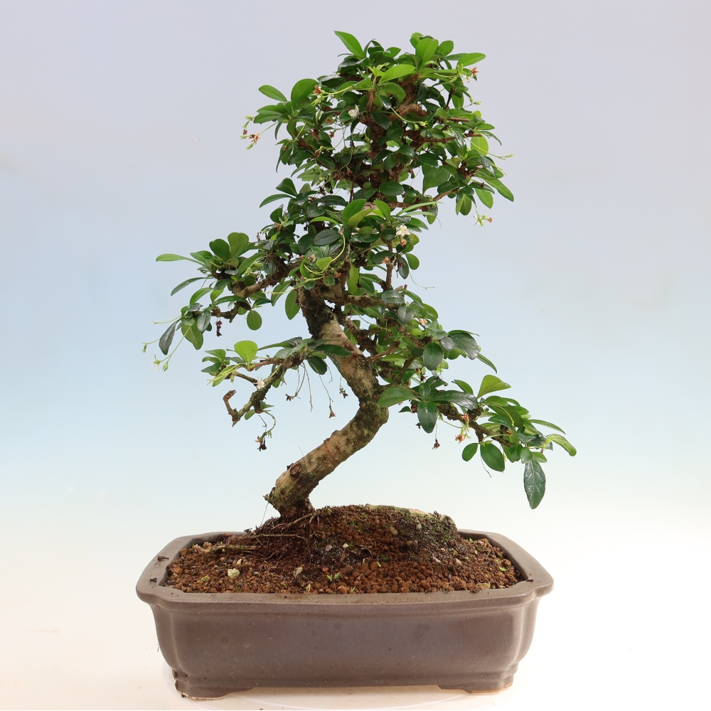 Camera bonsai - Carmona macrophylla - Tea fuki