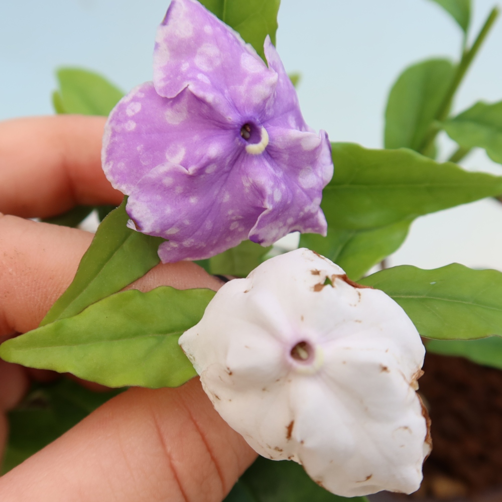 Bonsai da interno - Tanaman melati costa - Brunfelsia