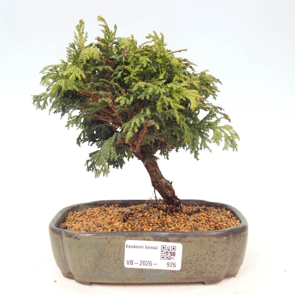 Bonsai da esterno - Cham.pis Parslori - Cipresso