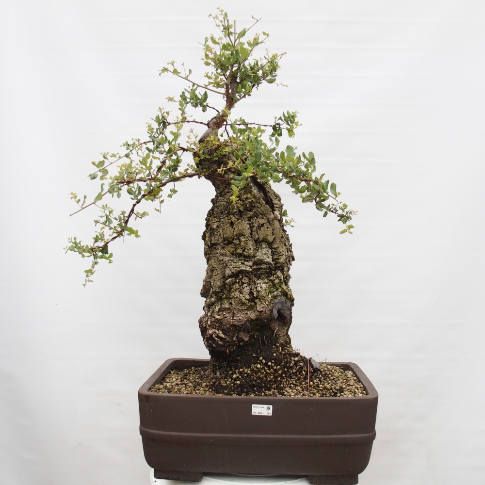 bonsai da esterno Quercus suber - Quercia da sughero
