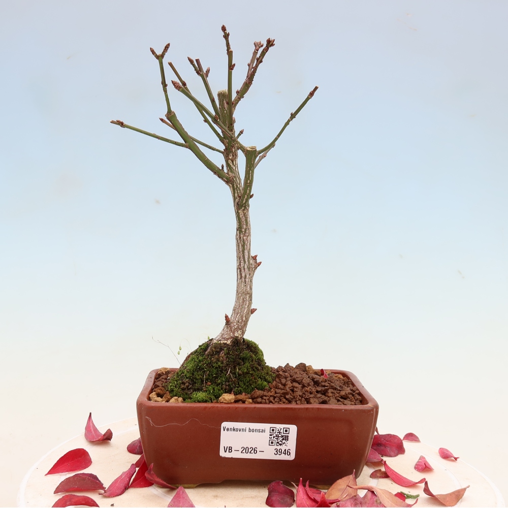Bonsai da esterno -  Euonymus alatus comactus  - euonymus alato