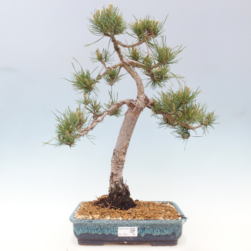 Bonsai da esterno - Pinus Sylvestris Watererri - Pino silvestre