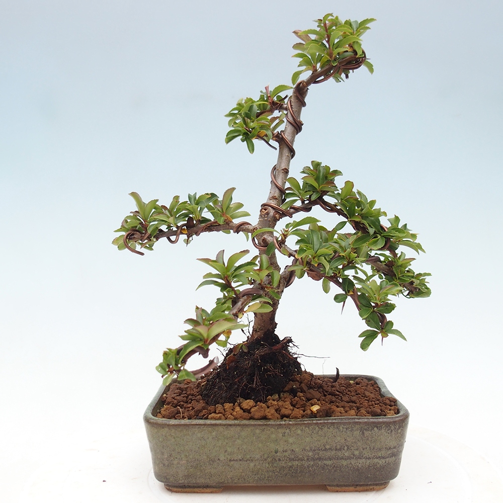 Bonsai da esterno-Pyracantha Teton -Hlox