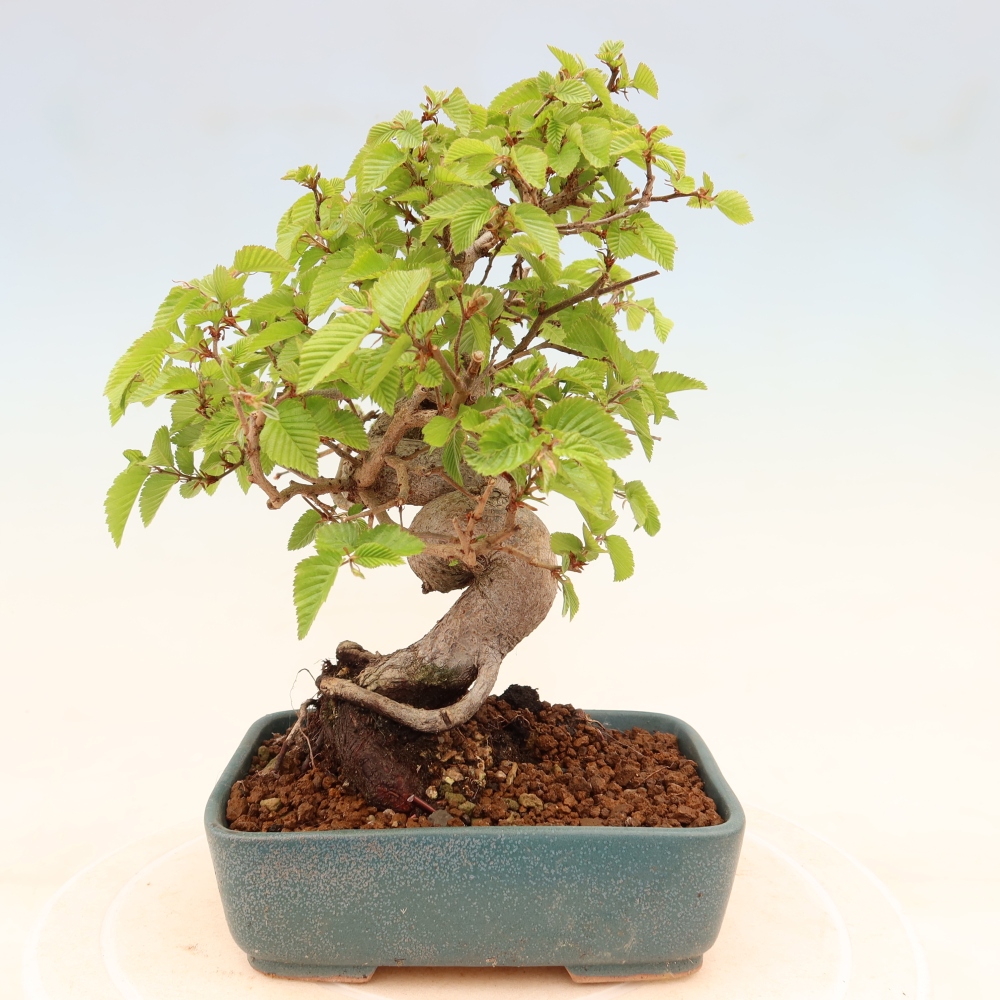 Bonsai da esterno -Carpinus Coreana - Carpino coreano