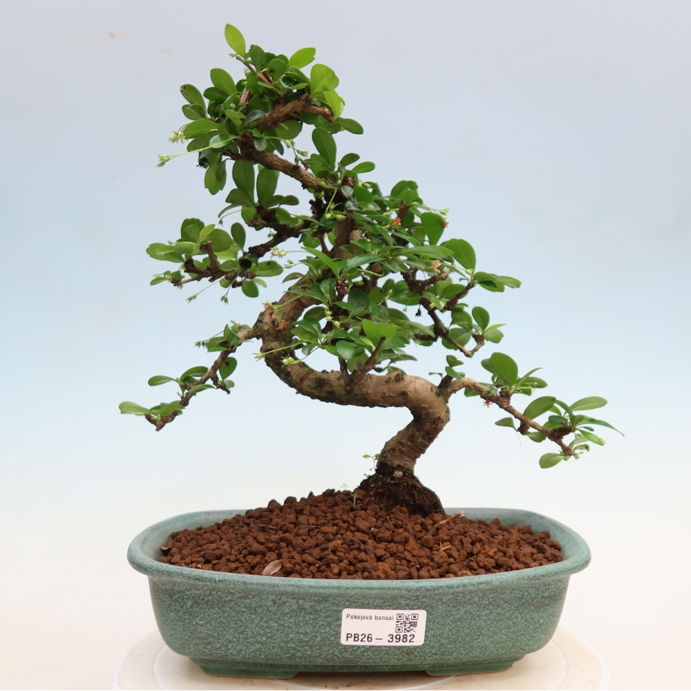 Camera bonsai - Carmona macrophylla - Tea fuki