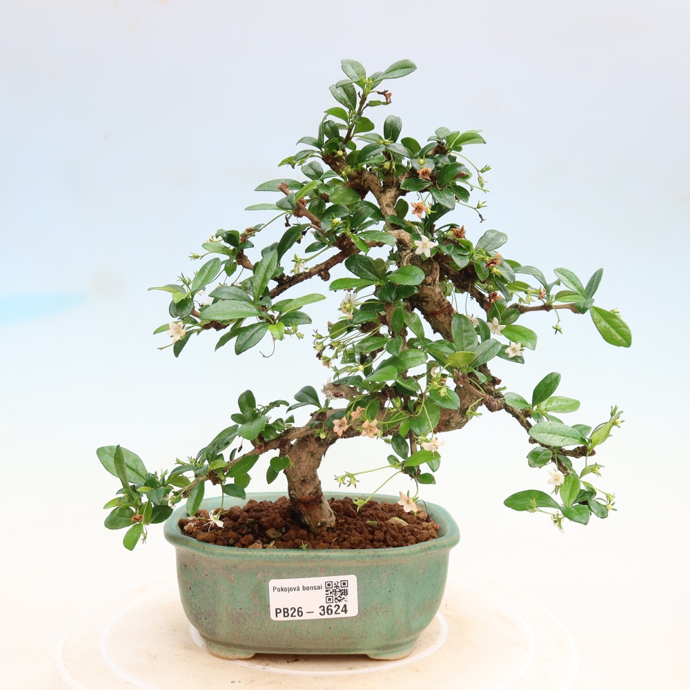 Camera bonsai - Carmona macrophylla - Tea fuki