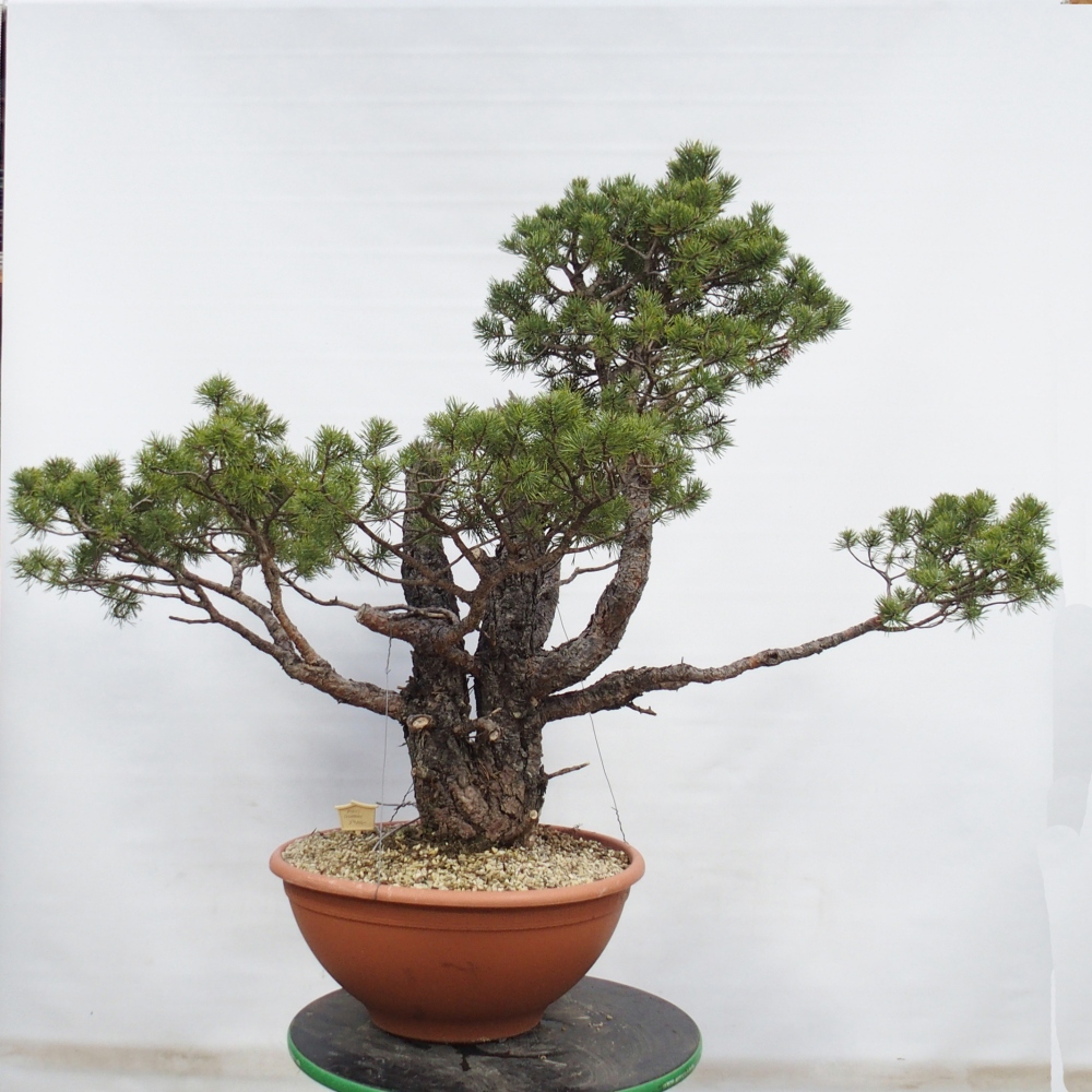 Yamadori - Pinus sylvestris Spagna