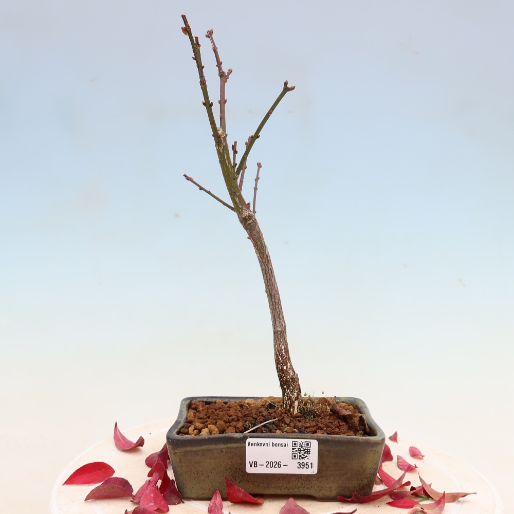 Bonsai da esterno -  Euonymus alatus comactus  - euonymus alato