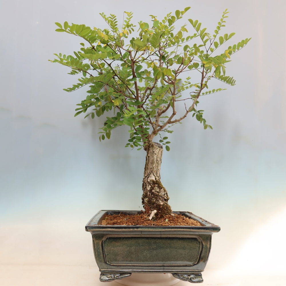 Bonsai da esterno - Acacia spinosa - Robinia pseudoacacia