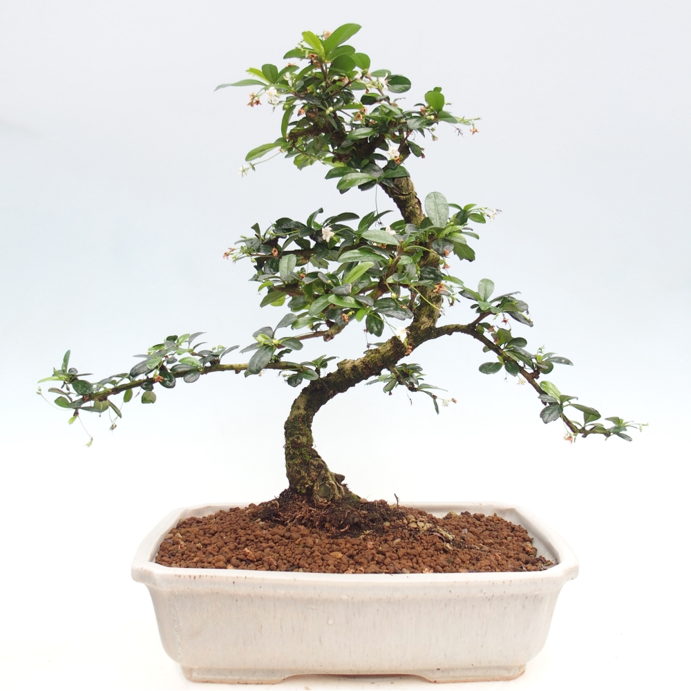 Camera bonsai - Carmona macrophylla - Tea fuki