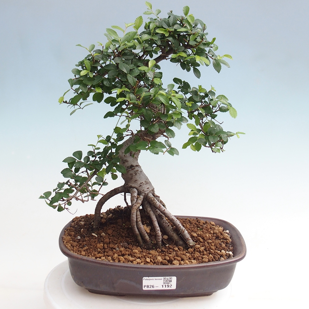 Camera bonsai - Ulmus parvifolia - Olmo a foglie piccole
