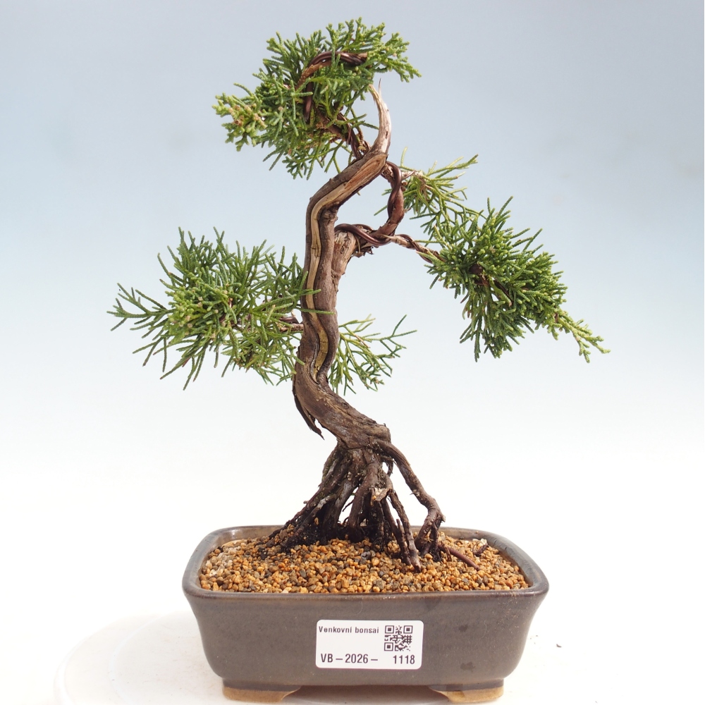 Bonsai da esterno - Juniperus chinensis Kishu
