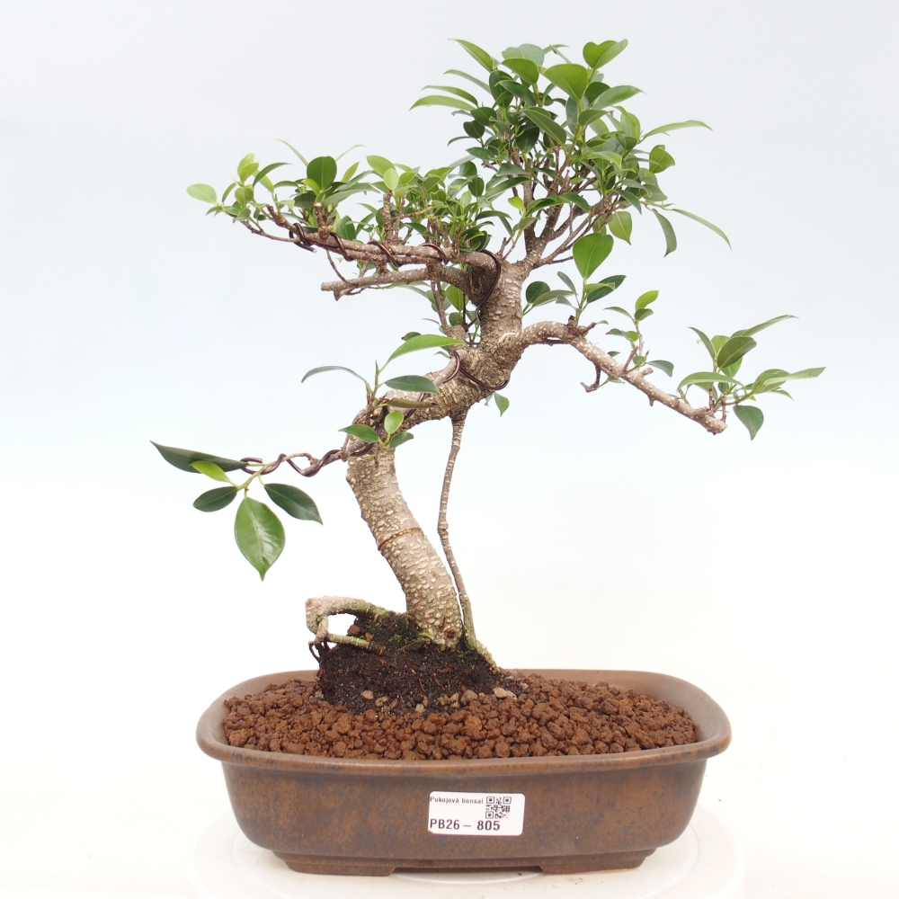 Camera bonsai - Ficus kimmen - ficus a foglie piccole