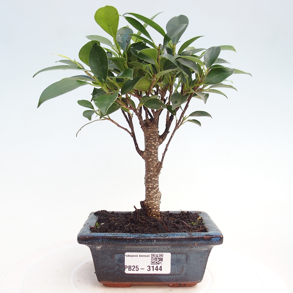 Camera bonsai Ficus retusa kimmen